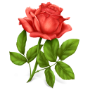  rose 